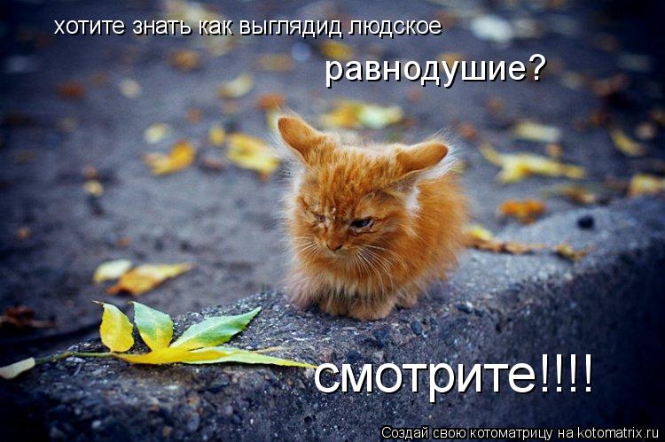 Котоматрица: равнодушие? смотрите!!!! хотите знать как выглядид людское