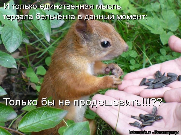 Котоматрица: И только единственная мысль  терзала бельчёнка в данный момент: Только бы не продешевить!!!??