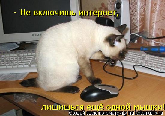 Котоматрица: - Не включишь интернет, лишишься ещё одной мышки!