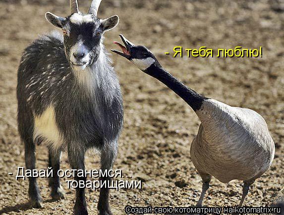 - Я тебя люблю! - Давай останемся... товарищами... Котоматрица: - Я тебя люблю! - Давай останемся... товарищами