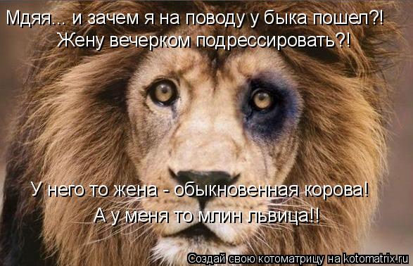 Мдяя... и зачем я на поводу у быка пошел?! А у меня то млин львица!! Жену вечерком подрессировать?! У... Котоматрица: Мдяя... и зачем я на поводу у быка пошел?! А у меня то млин львица!! Жену вечерком подрессировать?! У него то жена - обыкновенная корова!
