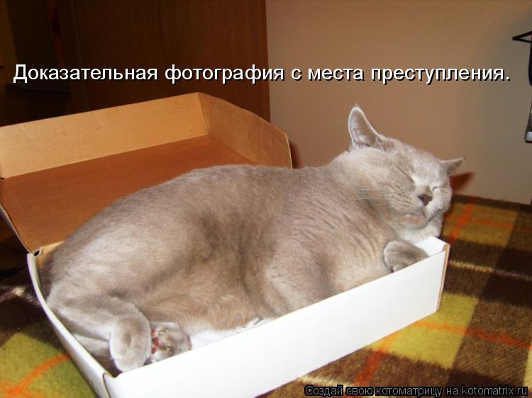 Доказательная фотография с места преступления.... Котоматрица: Доказательная фотография с места преступления.