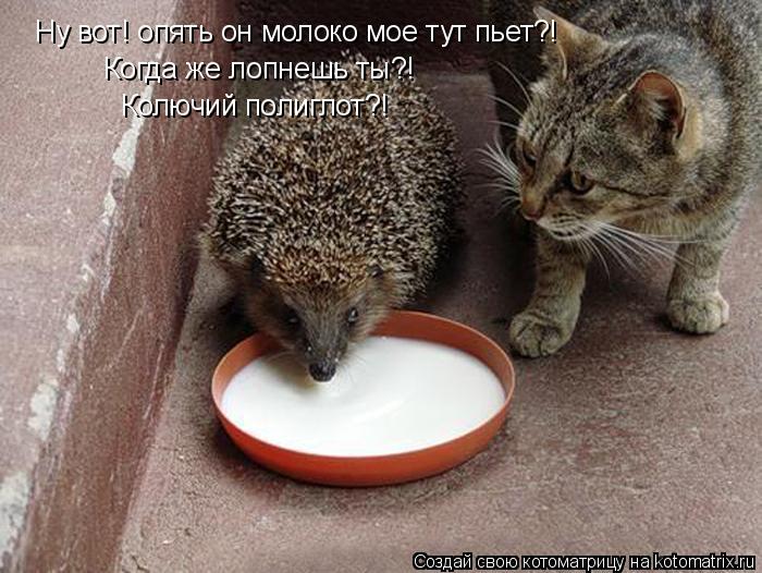 Ну вот! опять он молоко мое тут пьет?! Когда же лопнешь ты?! Колючий полиглот?!... Котоматрица: Ну вот! опять он молоко мое тут пьет?! Когда же лопнешь ты?! Колючий полиглот?!