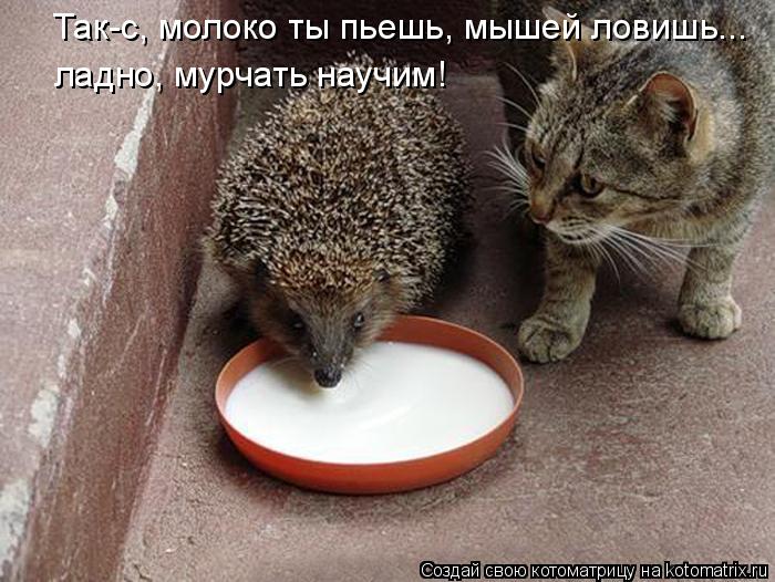 Так-с, молоко ты пьешь, мышей ловишь... ладно, мурчать научим!... Котоматрица: Так-с, молоко ты пьешь, мышей ловишь... ладно, мурчать научим!