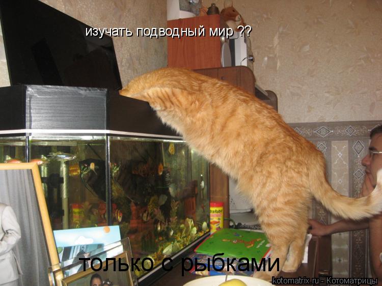 изучать подводный мир ?? только с рыбками... Котоматрица: изучать подводный мир ?? только с рыбками