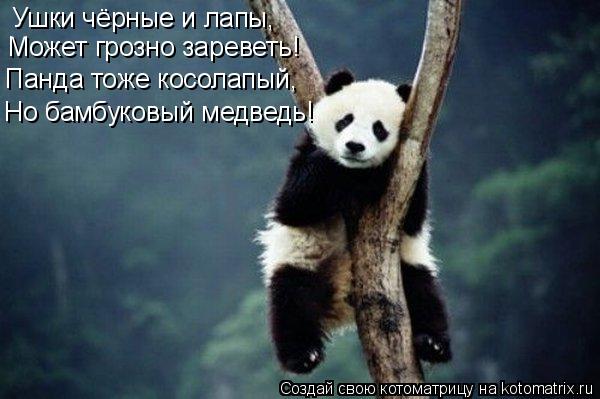 Ушки чёрные и лапы, Может грозно зареветь! Панда тоже косолапый, Но бамбуковый медведь!... Котоматрица: Ушки чёрные и лапы, Может грозно зареветь! Панда тоже косолапый, Но бамбуковый медведь!