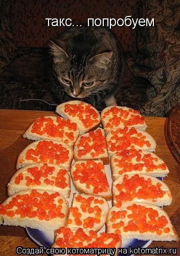 такс... попробуем... Котоматрица: такс... попробуем