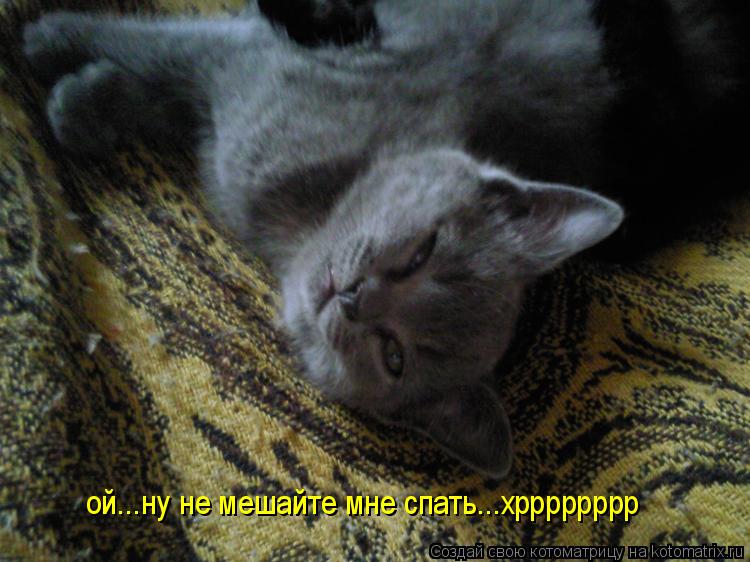 Котоматрица: ой...ну не мешайте мне спать...хрррррррр