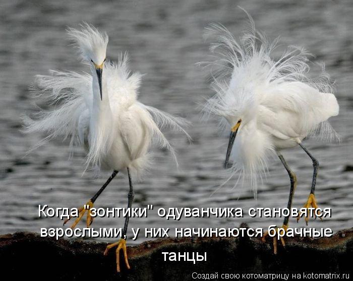Когда "зонтики" одуванчика становятся взрослыми, у них начинаются брачные танцы... Котоматрица: Когда "зонтики" одуванчика становятся взрослыми, у них начинаются брачные танцы