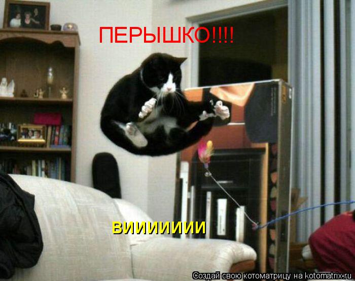ПЕРЫШКО!!!! виииииии... Котоматрица: ПЕРЫШКО!!!! виииииии