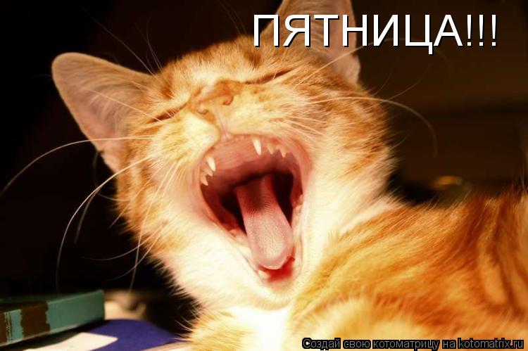 ПЯТНИЦА!!!... Котоматрица: ПЯТНИЦА!!!