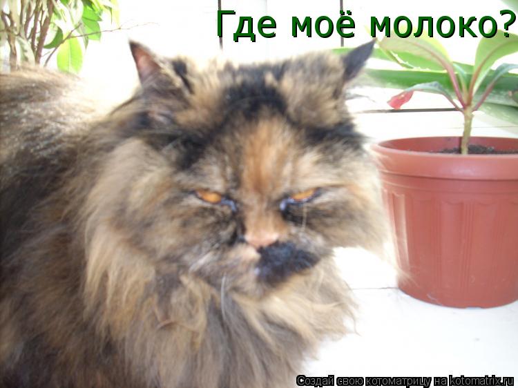 Где моё молоко?... Котоматрица: Где моё молоко?