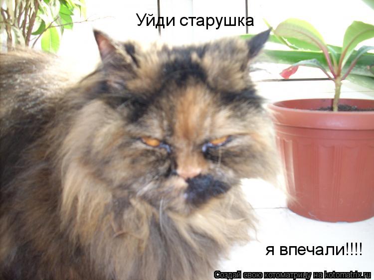 Уйди старушка я впечали!!!!... Котоматрица: Уйди старушка я впечали!!!!