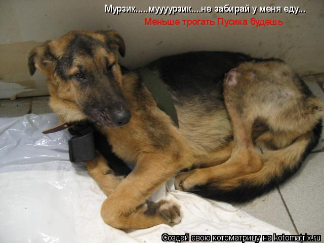 Котоматрица: Мурзик.....муууурзик....не забирай у меня еду... Меньше трогать Пусика будешь