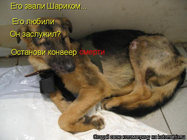 Котоматрица: Его любили Его звали Шариком... Он заслужил? Останови конвеер смерти