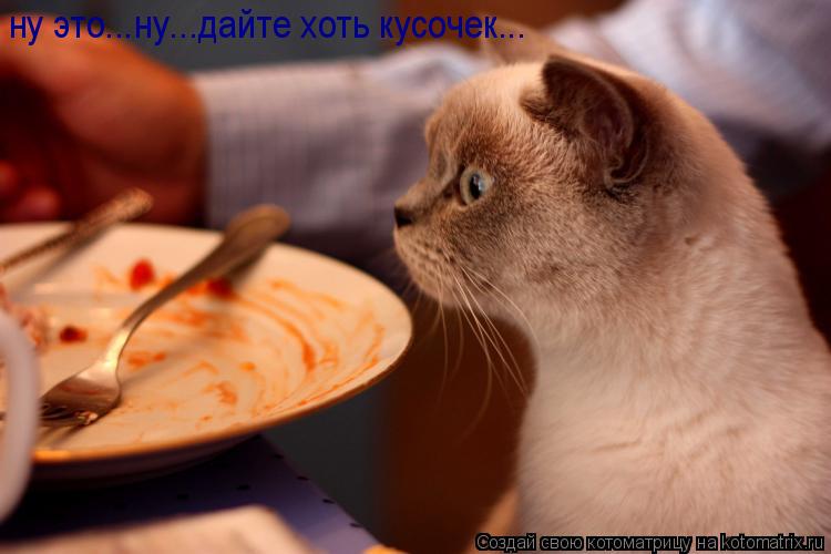 ну это...ну...дайте хоть кусочек...... Котоматрица: ну это...ну...дайте хоть кусочек...