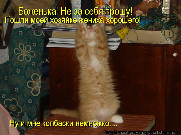Котоматрица: Боженька! Не за себя прошу! Пошли моей хозяйке жениха хорошего! Ну и мне колбаски немножко....