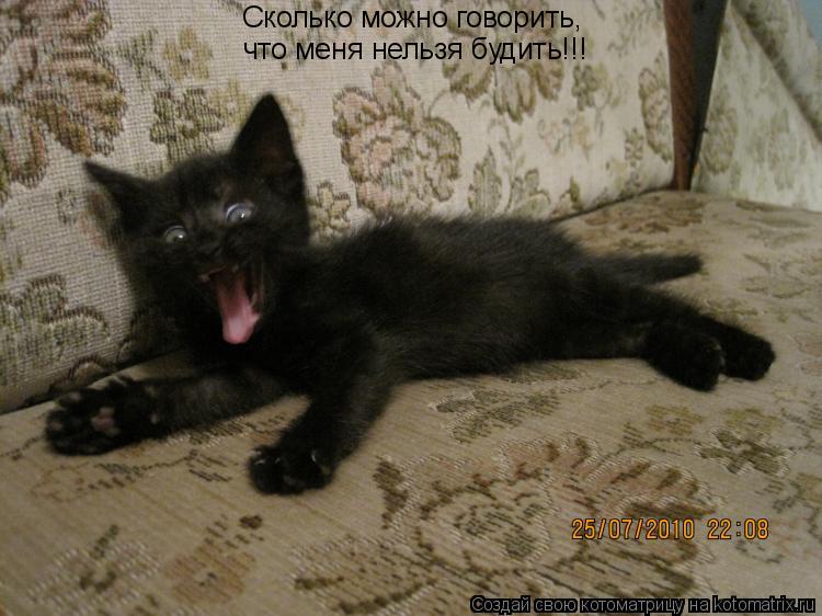 Котоматрица: Сколько можно говорить,  что меня нельзя будить!!!