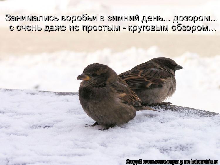 Котоматрица: Занимались воробьи в зимний день... дозором...  с очень даже не простым - круговым обзором...