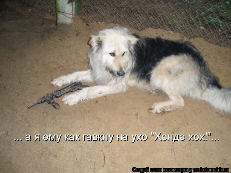 Котоматрица: ... а я ему как гавкну на ухо "Хенде хох!"...