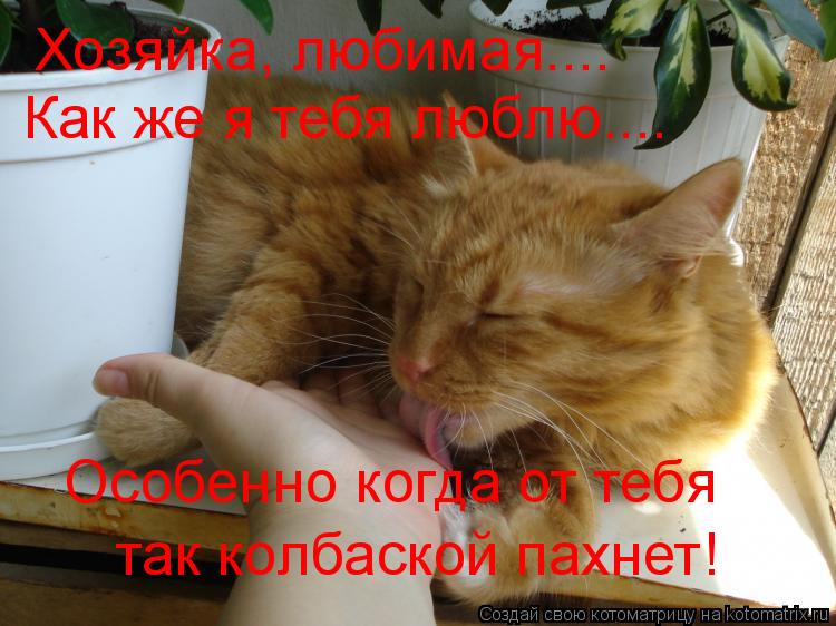 Котоматрица: Хозяйка, любимая.... Как же я тебя люблю.... Особенно когда от тебя  так колбаской пахнет!