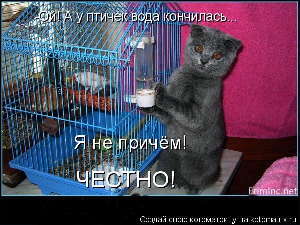 Котоматрица: -Ой! А у птичек вода кончилась... Я не причём! ЧЕСТНО!