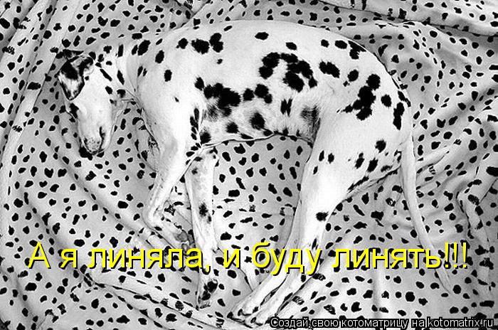 А я линяла, и буду линять!!!... Котоматрица: А я линяла, и буду линять!!!