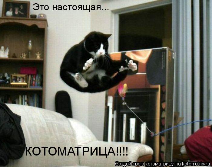 Это настоящая... КОТОМАТРИЦА!!!!... Котоматрица: Это настоящая... КОТОМАТРИЦА!!!!