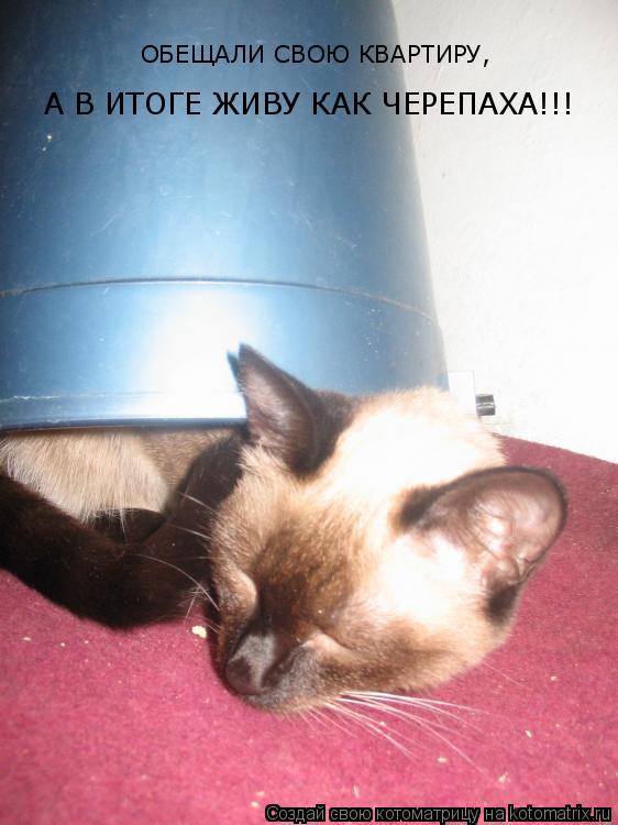Котоматрица: ОБЕЩАЛИ СВОЮ КВАРТИРУ,  А В ИТОГЕ ЖИВУ КАК ЧЕРЕПАХА!!!