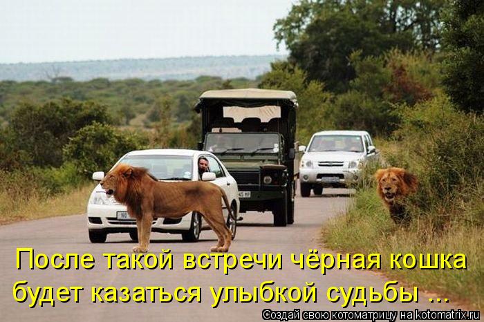 После такой встречи чёрная кошка будет казаться улыбкой судьбы ...... Котоматрица: После такой встречи чёрная кошка будет казаться улыбкой судьбы ...
