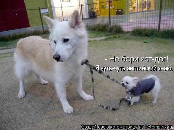 Котоматрица: - Не бери хот-дог!  Я чуть-чуть английский знаю.