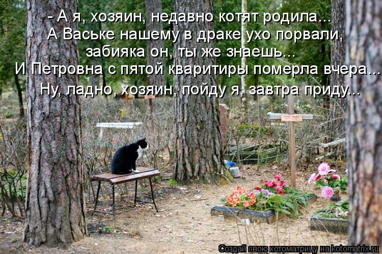 Котоматрица: - А я, хозяин, недавно котят родила... А Ваське нашему в драке ухо порвали,  забияка он, ты же знаешь... И Петровна с пятой кваритиры померла вчер