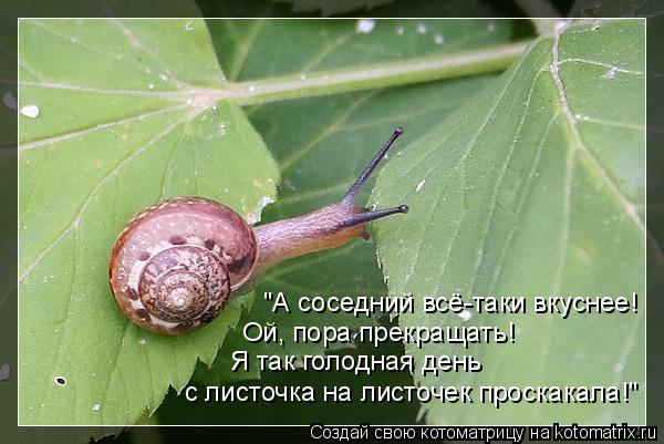 Котоматрица: "А соседний всё-таки вкуснее! Я так голодная день с листочка на листочек проскакала!" Ой, пора прекращать!