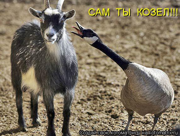 Котоматрица: САМ  ТЫ  КОЗЕЛ!!!