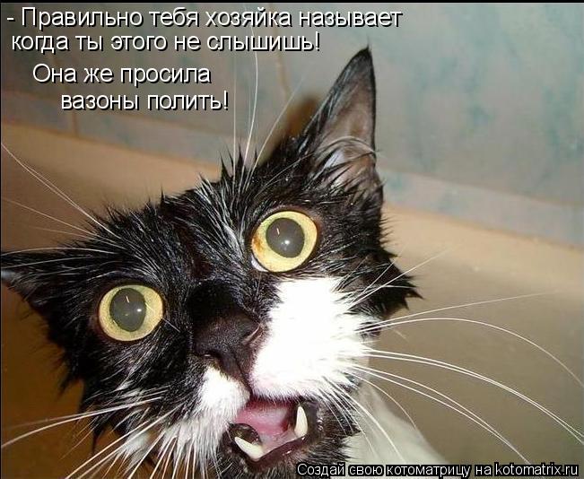 Котоматрица: - Правильно тебя хозяйка называет когда ты этого не слышишь! Она же просила вазоны полить!