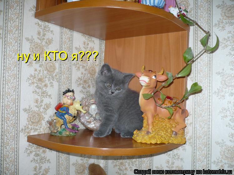 Котоматрица: ну и КТО я???