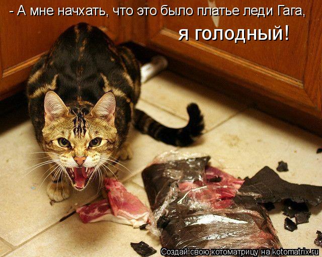 Котоматрица: - А мне начхать, что это было платье леди Гага,  я голодный!