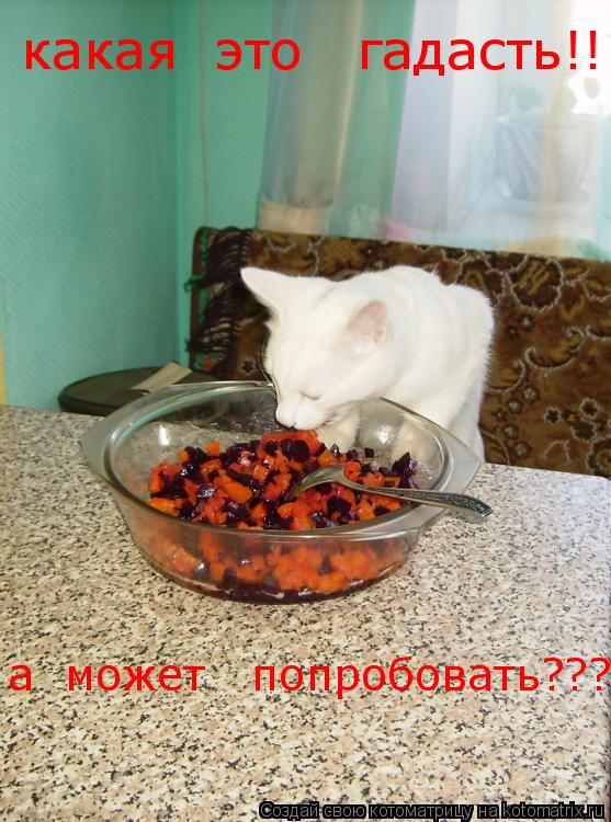 Котоматрица: какая  это   гадасть!!!!! а  может   попробовать?????