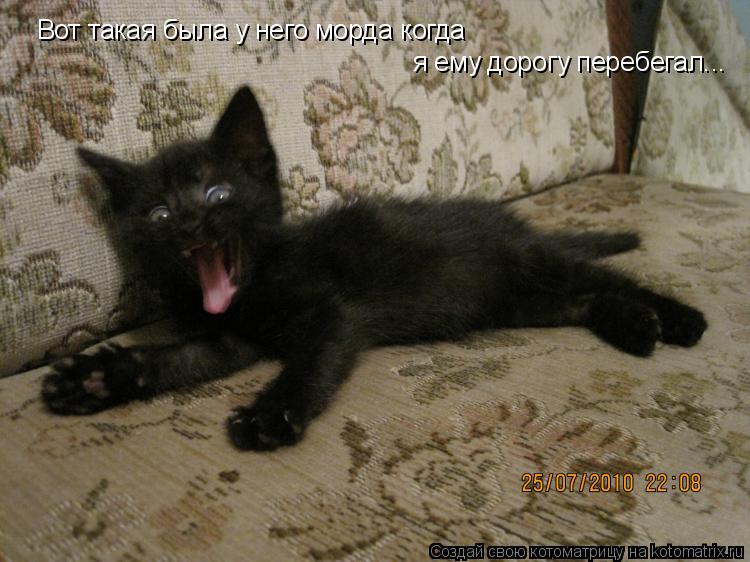 Вот такая была у него морда когда я ему дорогу перебегал...... Котоматрица: Вот такая была у него морда когда я ему дорогу перебегал...