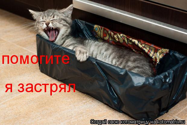 Котоматрица: помогите я застрял