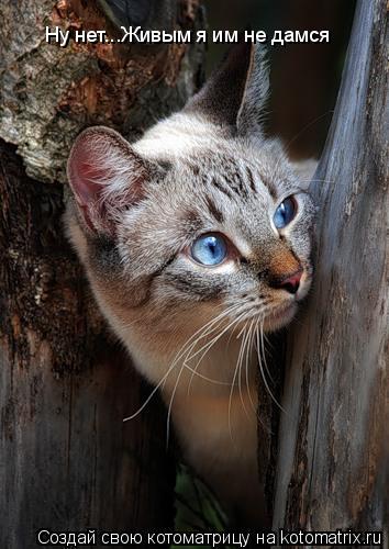 Котоматрица: Ну нет...Живым я им не дамся