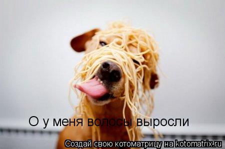 Котоматрица: О у меня волосы выросли