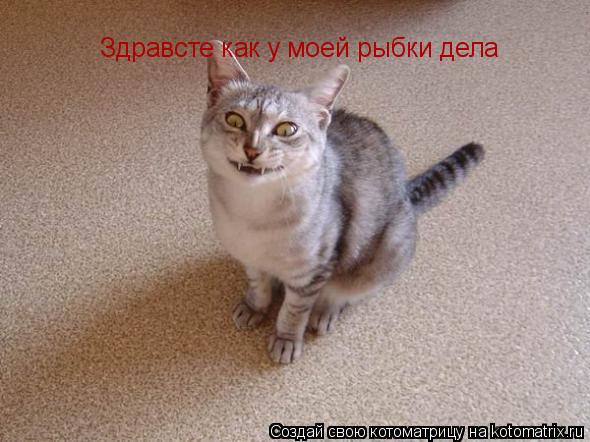 Котоматрица: Здравсте как у моей рыбки дела