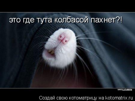 это где тута колбасой пахнет?!... Котоматрица: это где тута колбасой пахнет?!