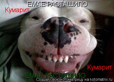 Котоматрица: ЕМАЕ РАСТАШИЛО ЕМАЕ РАСТАШИЛО Кумарит Кумарит Кумарит