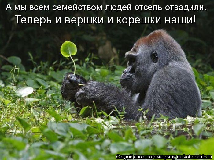 Котоматрица: А мы всем семейством людей отсель отвадили. Теперь и вершки и корешки наши!