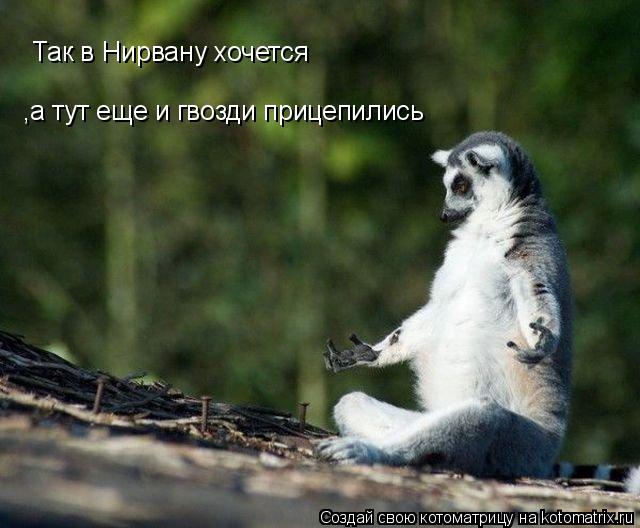 Котоматрица: ,а тут еще и гвозди прицепились Так в Нирвану хочется