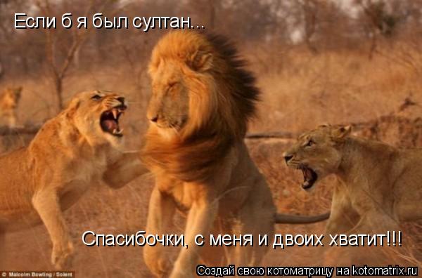Котоматрица: Если б я был султан... Если б я был султан... Спасибочки, с меня и двоих хватит!!!