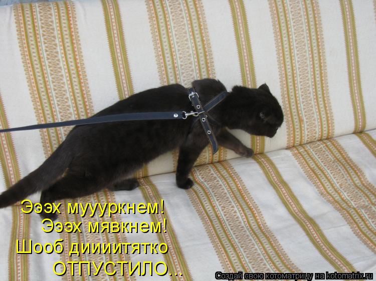 Эээх муууркнем! Эээх мявкнем! ОТПУСТИЛО... Шооб диииитятко... Котоматрица: Эээх муууркнем! Эээх мявкнем! ОТПУСТИЛО... Шооб диииитятко