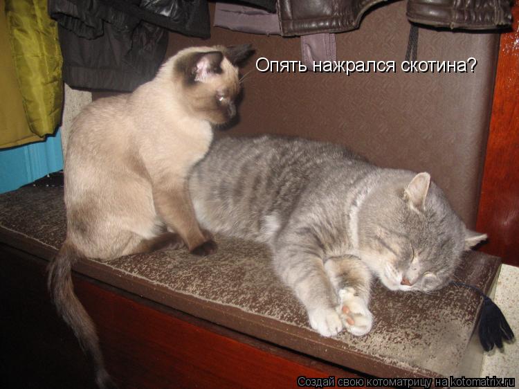 Котоматрица: Опять нажрался скотина?